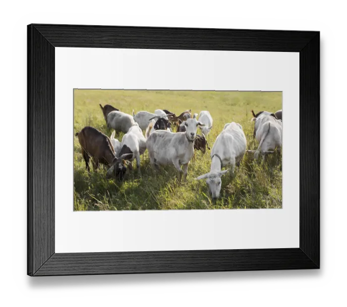 Framed Print : Goats on land with grass