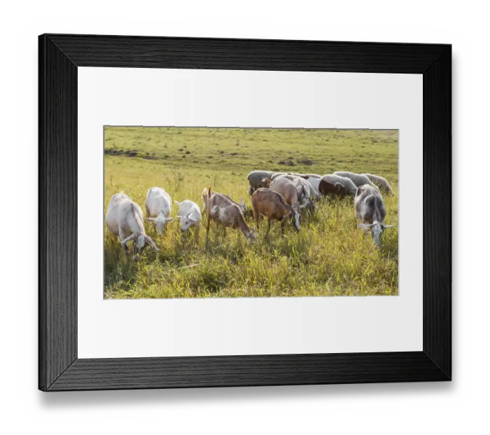 Framed Print : Goats land with grass eating