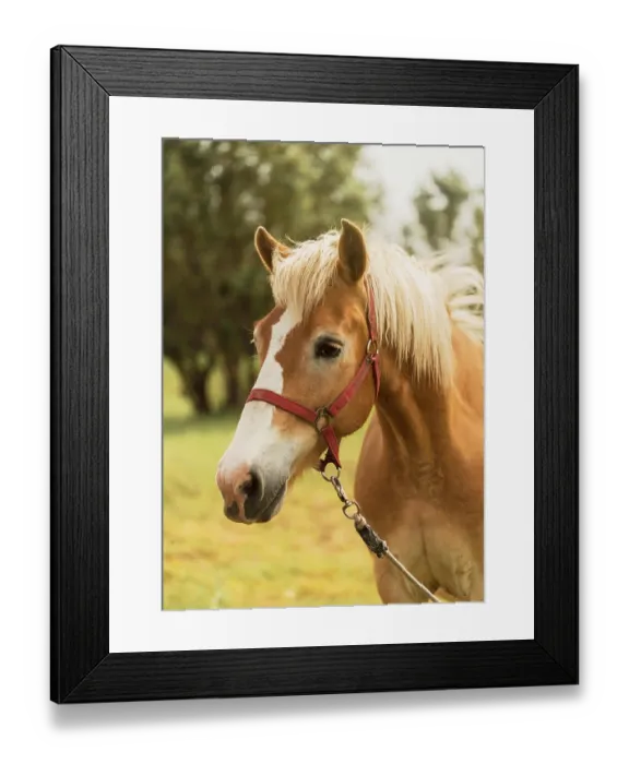 Framed Print : Beautiful brown horse outdoors