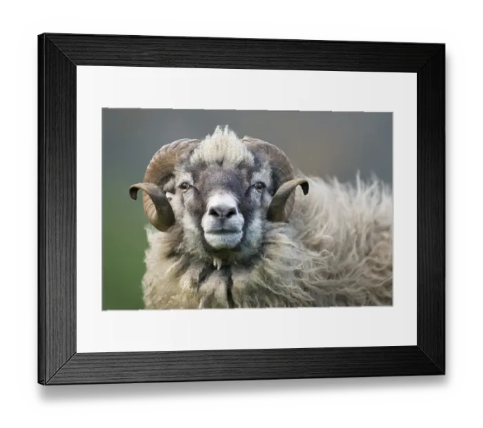 Framed Print : Ram, Mykines, Faroe Islands, Denmark