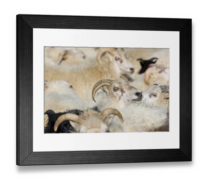 Framed Print : Flock of sheep, crowded in a pen Framed Print : Flock of sheep, crowded in a pen