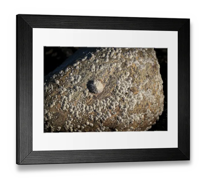 Framed Print : Limpet and barnacles (Patella vulgata)