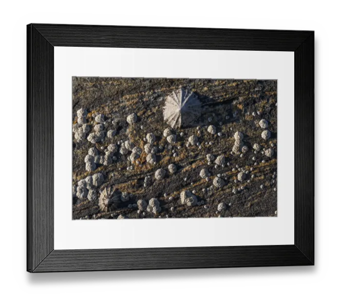 Framed Print : Limpet and barnacles (Patella vulgata)