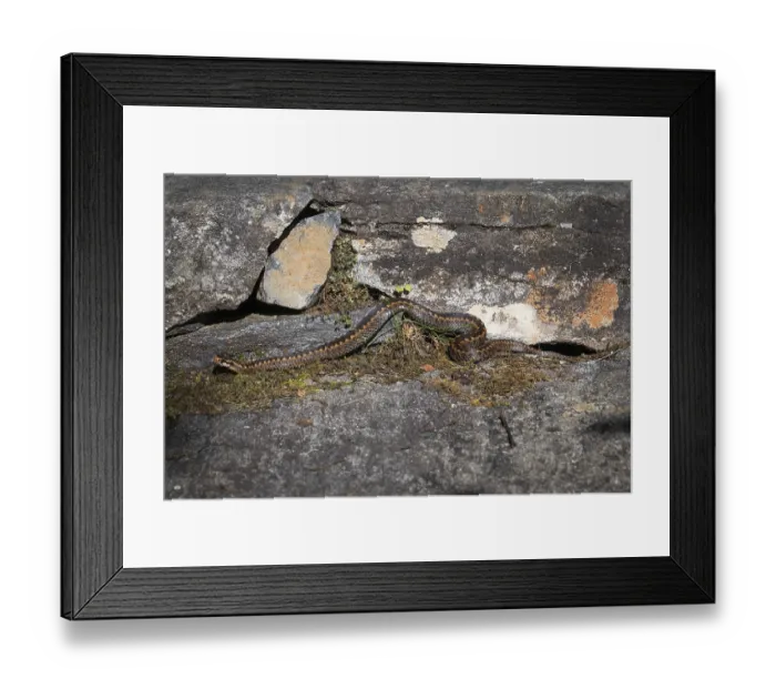 Framed Print : Large adder (Vipera berus) on rocks in the sun Framed Print : Large adder (Vipera berus) on rocks in the sun
