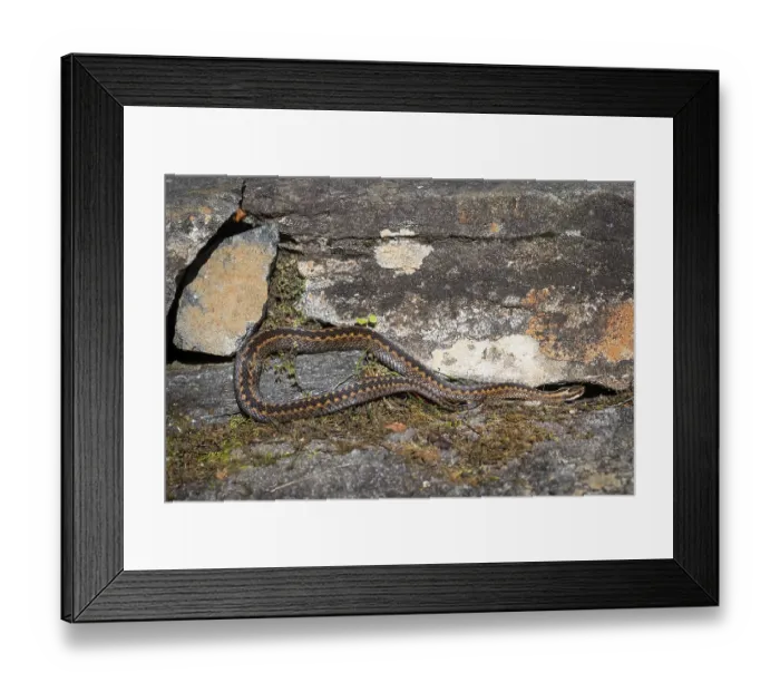 Framed Print : Large adder (Vipera berus) resting on rocks in the sun Framed Print : Large adder (Vipera berus) resting on rocks in the sun