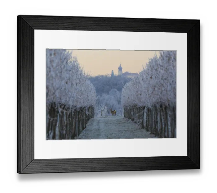 Framed Print : Deer in the vineyard, behind Benedictine monastery Stift Gottweig Framed Print : Deer in the vineyard, behind Benedictine monastery Stift Gottweig