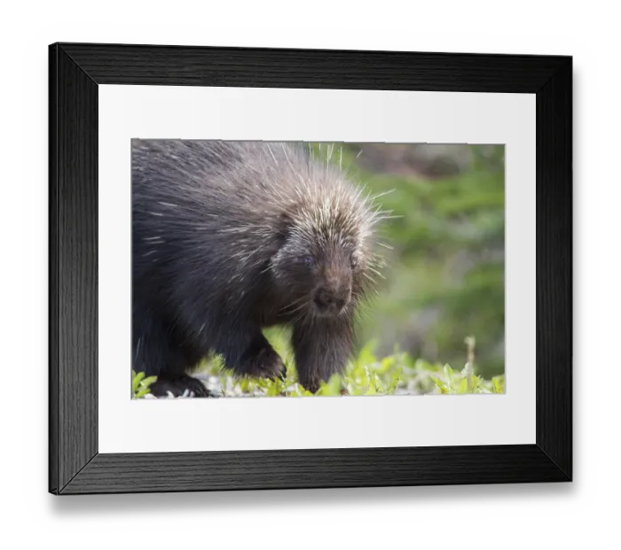 Framed Print : North american porcupine (Erethizon dorsatum) watching Framed Print : North american porcupine (Erethizon dorsatum) watching