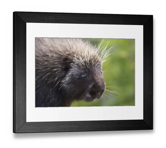 Framed Print : North american porcupine (Erethizon dorsatum) watching