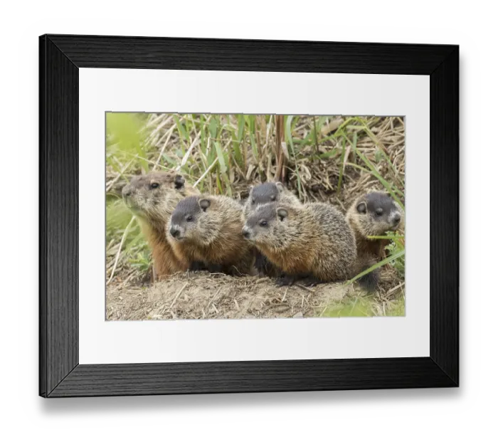 Framed Print : Groundhog (Marmota) or woodchuck