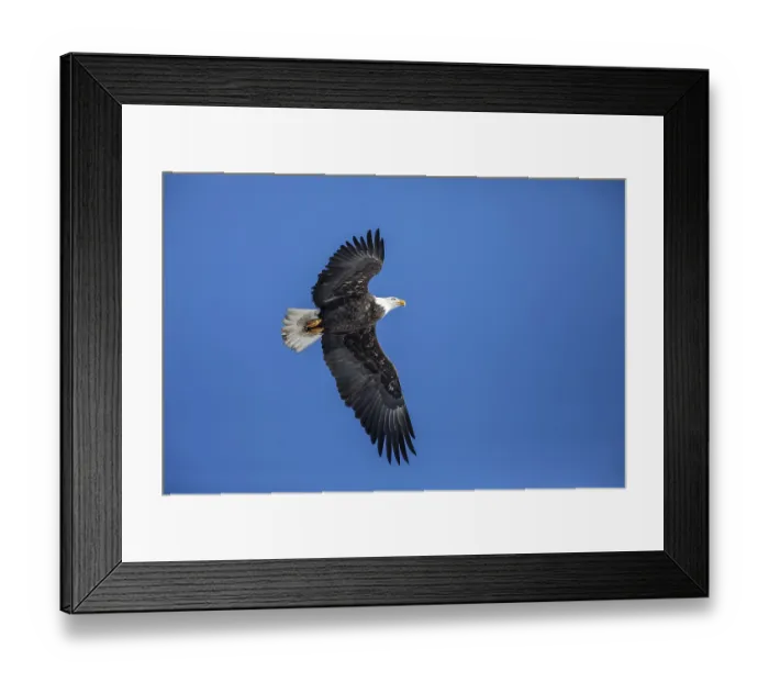 Framed Print : Adult bald eagle (Haliaeetus leucocephalus) flying under a blue sky