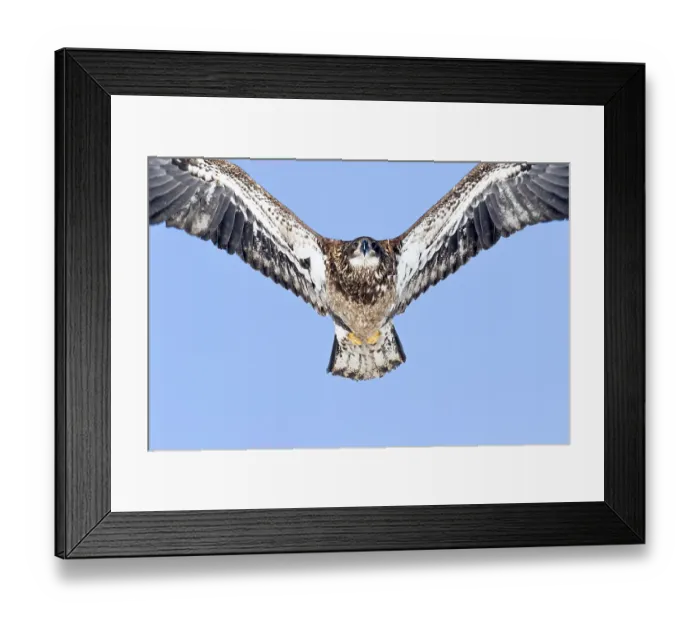 Framed Print : Juvenile bald eagle (Haliaeetus leucocephalus) flying under a blue sky Framed Print : Juvenile bald eagle (Haliaeetus leucocephalus) flying under a blue sky