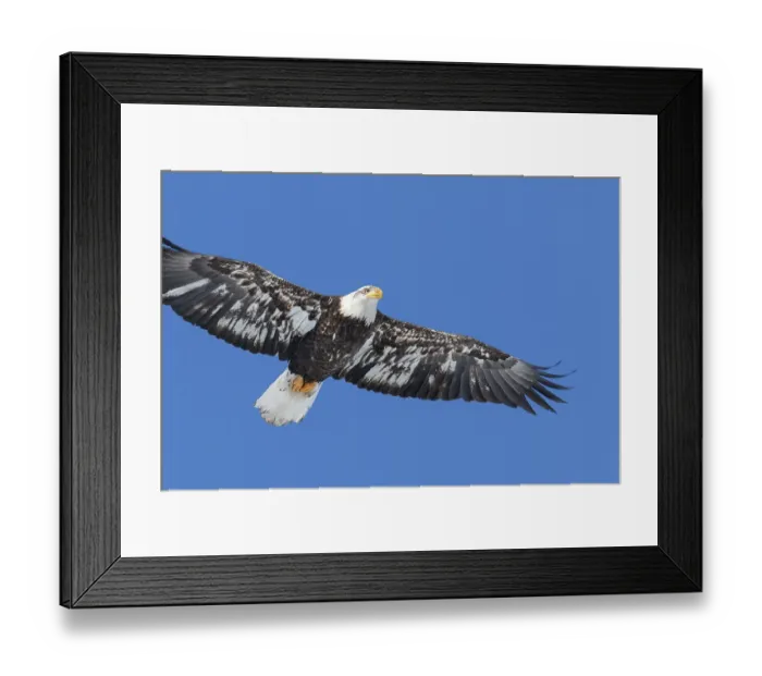 Framed Print : Juvenile bald eagle (Haliaeetus leucocephalus) flying under a blue sky
