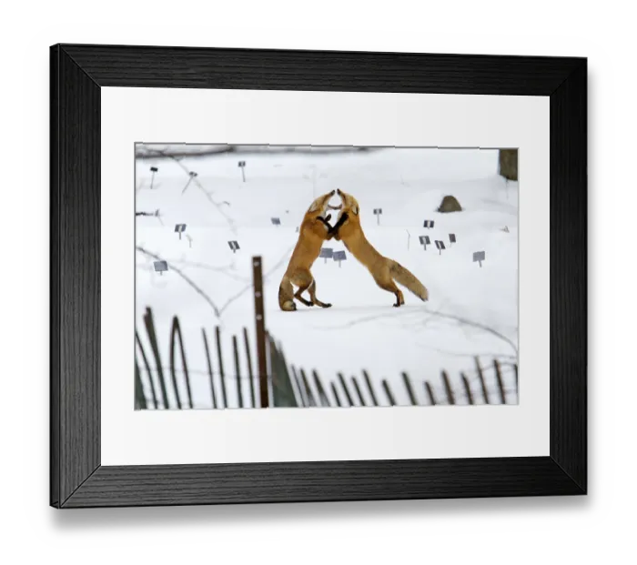 Framed Print : Red fox. Vulpes vulpes. Males red fox fighting