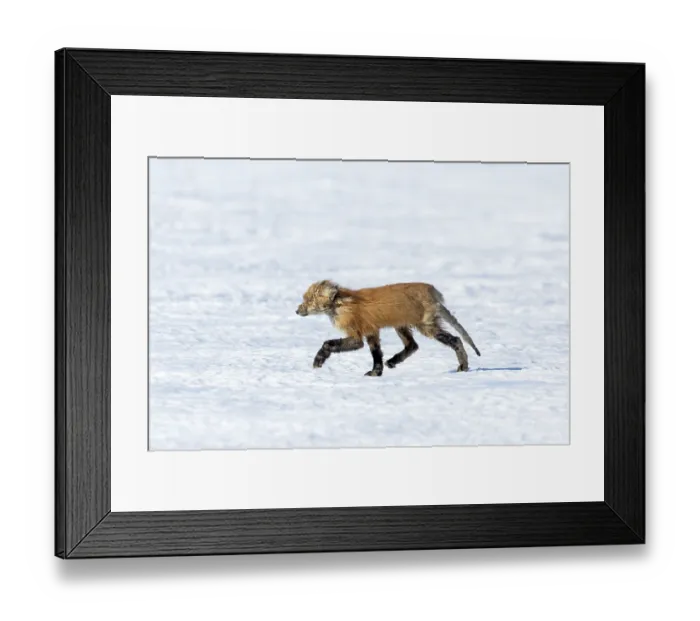 Framed Print : Red fox. Vulpes vulpes. Red fox affected with sarcoptic mange