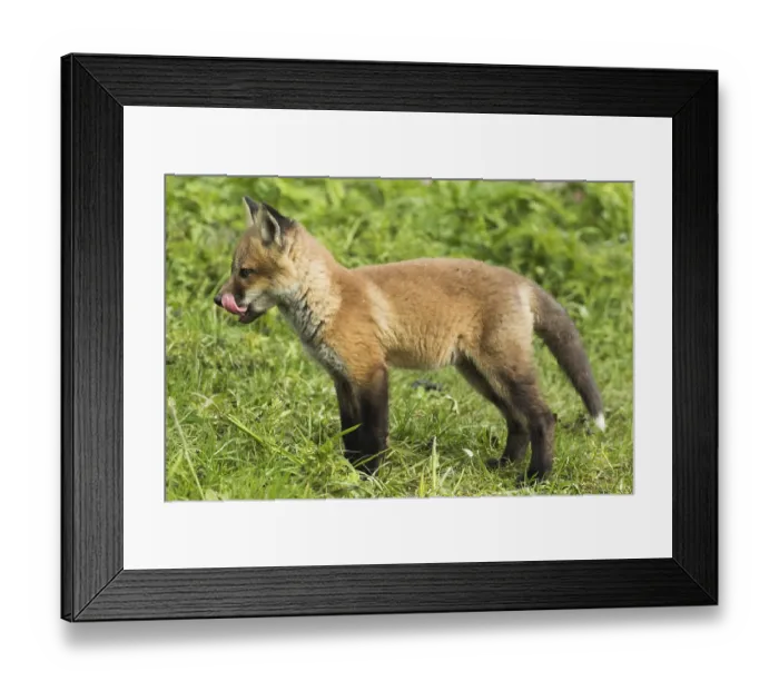 Framed Print : Red fox. Vulpes vulpes. Red fox cubs standing in a meadow and watching Framed Print : Red fox. Vulpes vulpes. Red fox cubs standing in a meadow and watching