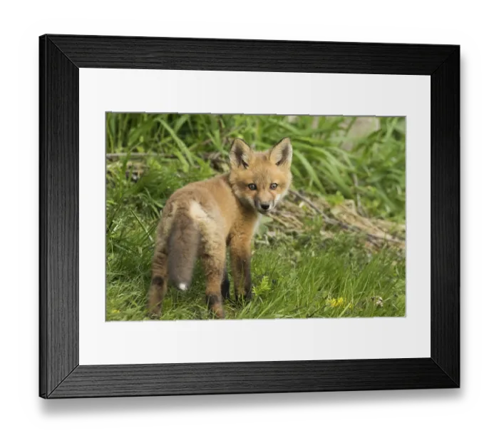 Framed Print : Red fox. Vulpes vulpes. Red fox cubs standing in a meadow and watching