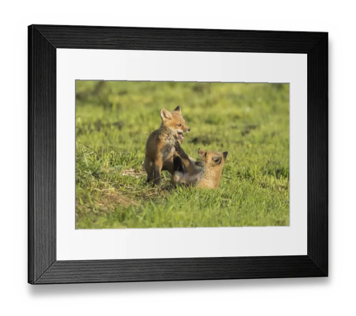 Framed Print : Red fox. Vulpes vulpes. Red fox cubs playing together in a meadow