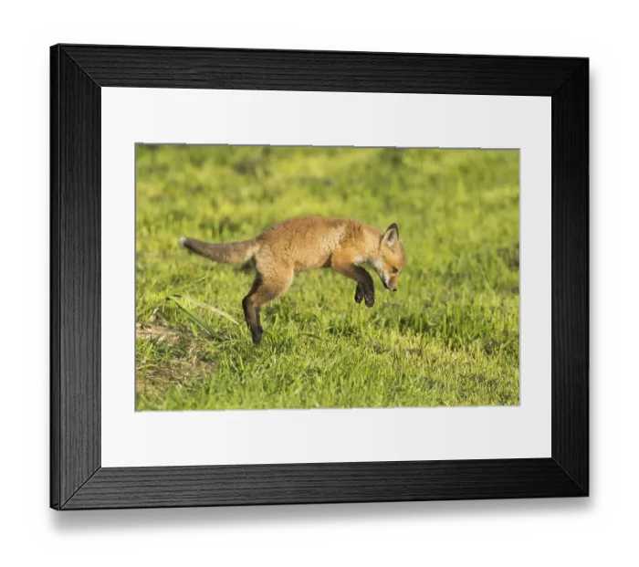 Framed Print : Red fox. Vulpes vulpes. Red fox cub jumping in a meadow