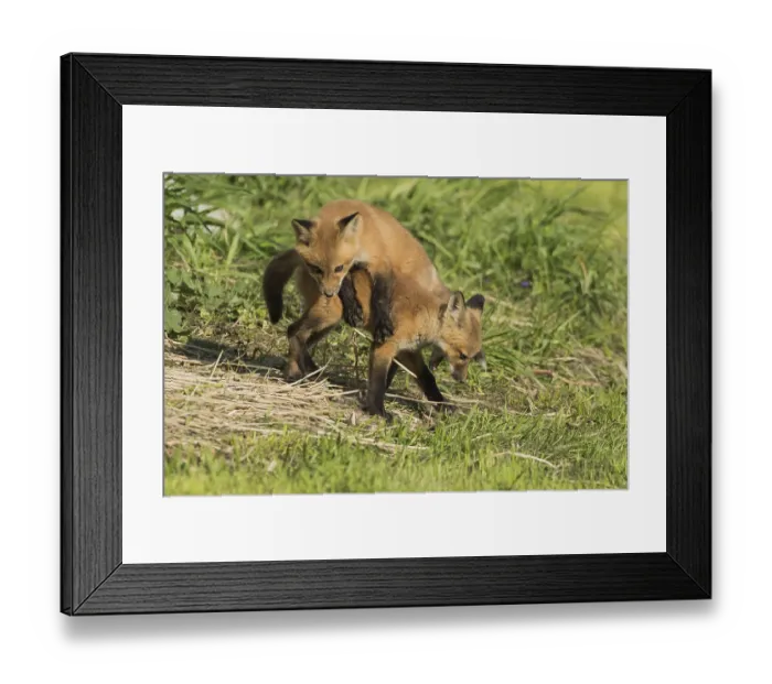 Framed Print : Red fox. Vulpes vulpes. Red fox cubs playing together in a meadow