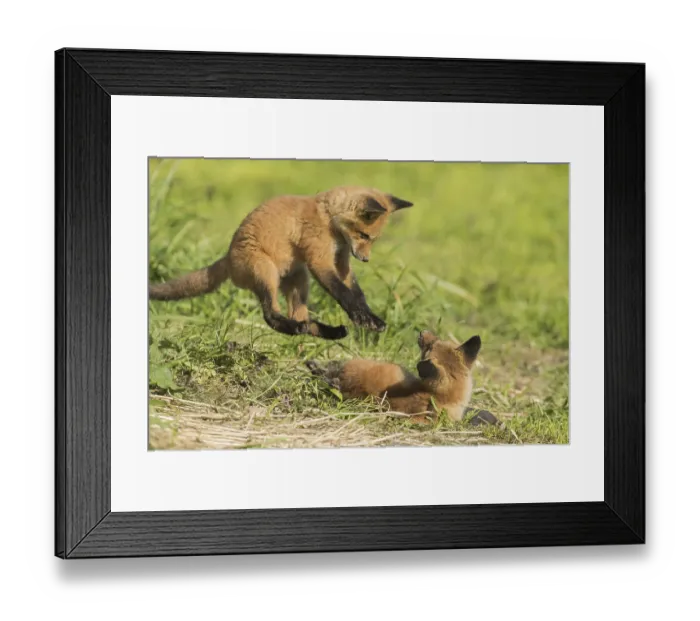 Framed Print : Red fox. Vulpes vulpes. Red fox cubs playing together in a meadow