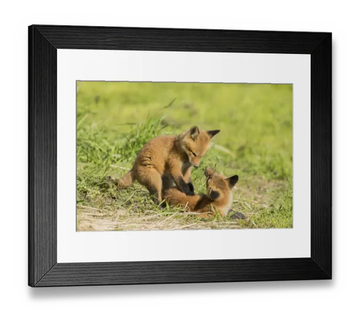 Framed Print : Red fox. Vulpes vulpes. Red fox cubs playing together in a meadow
