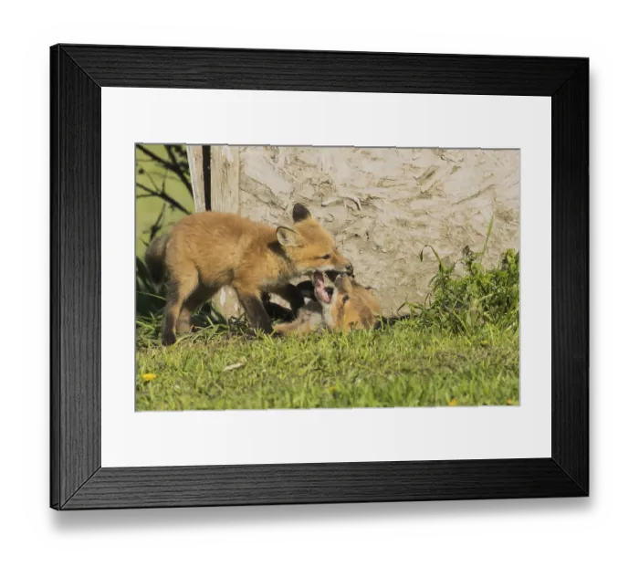 Framed Print : Red fox. Vulpes vulpes. Red fox cubs playing together in a meadow