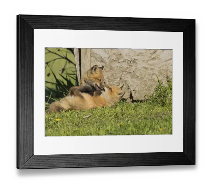 Framed Print : Red fox. Vulpes vulpes. Red fox cubs playing together in a meadow