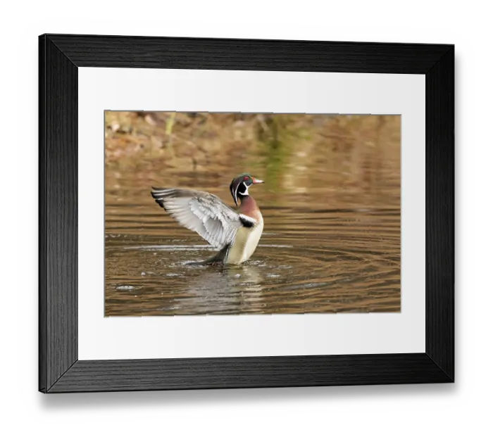 Framed Print : Wood duck (Aix sponsa), male flapping wings on a lake Framed Print : Wood duck (Aix sponsa), male flapping wings on a lake