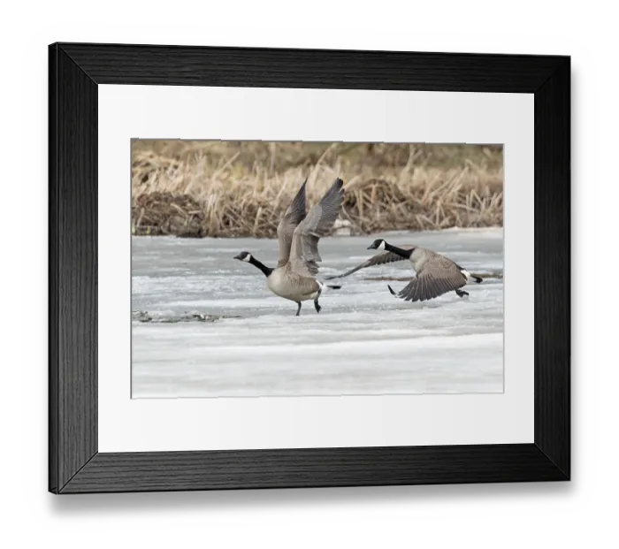 Framed Print : Canada geese (branta canadensis) Framed Print : Canada geese (branta canadensis)