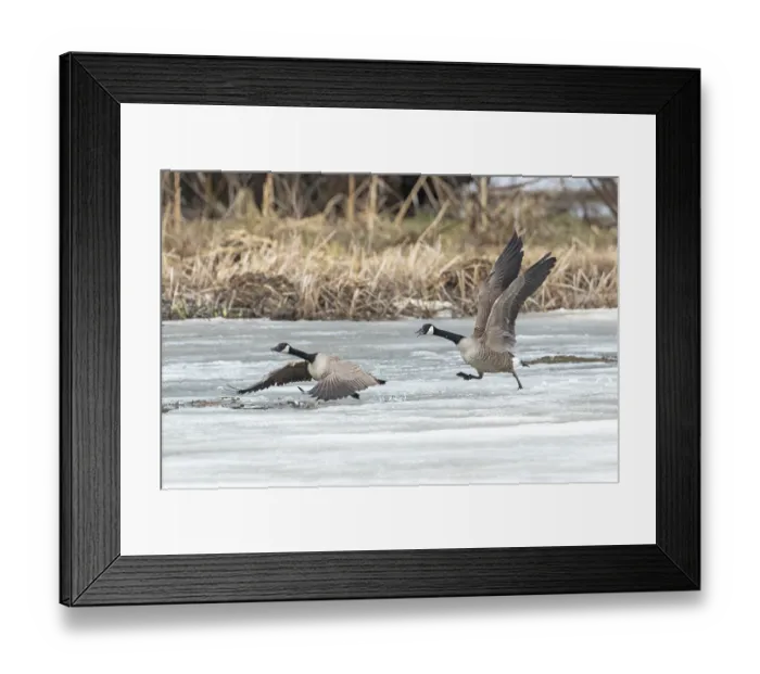 Framed Print : Canada geese (branta canadensis)
