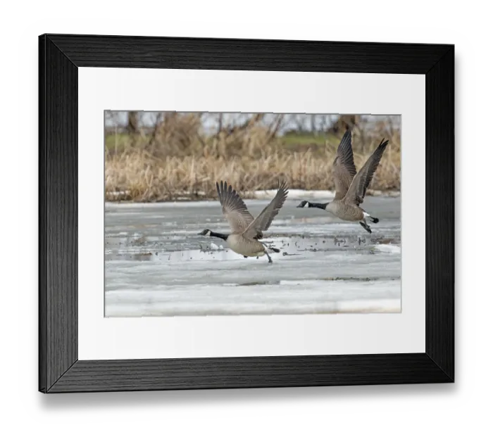 Framed Print : Canada geese (branta canadensis) Framed Print : Canada geese (branta canadensis)