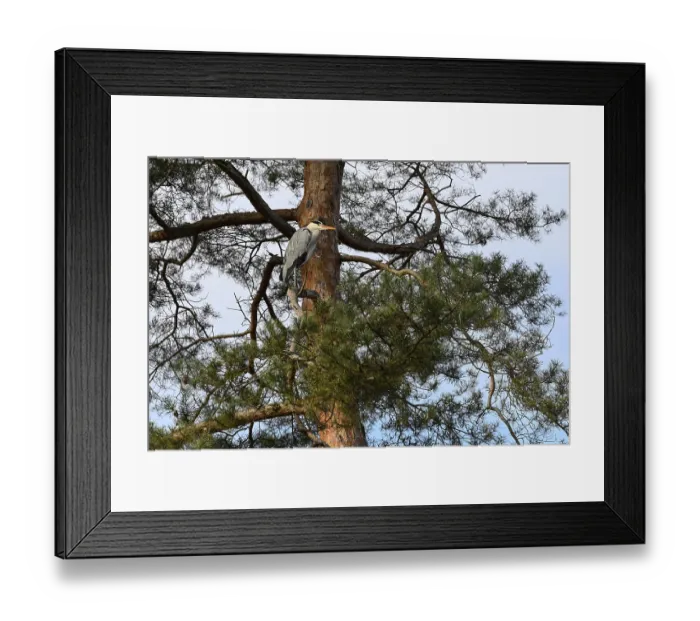 Framed Print : Grey heron (Ardea cinerea) captive Framed Print : Grey heron (Ardea cinerea) captive
