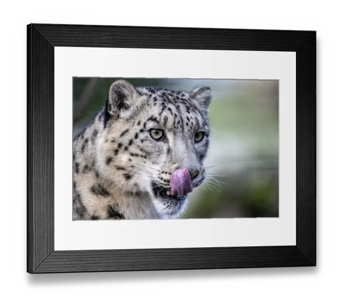 Framed Print : Snow leopard (Panthera uncia), captive