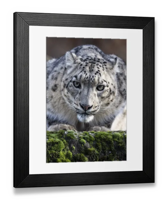 Framed Print : Snow leopard (Panthera uncia), captive Framed Print : Snow leopard (Panthera uncia), captive