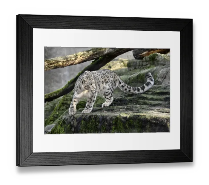 Framed Print : Snow leopard (Panthera uncia), captive Framed Print : Snow leopard (Panthera uncia), captive