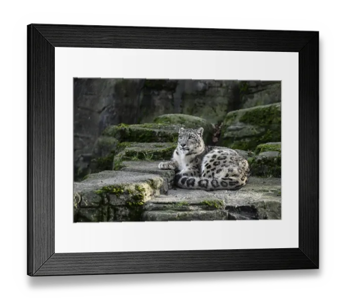 Framed Print : Snow leopard (Panthera uncia), captive Framed Print : Snow leopard (Panthera uncia), captive