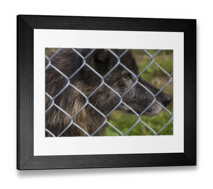Framed Print : Gray Wolf (Canis lupus) photographed in captivity through wire mesh fence Framed Print : Gray Wolf (Canis lupus) photographed in captivity through wire mesh fence