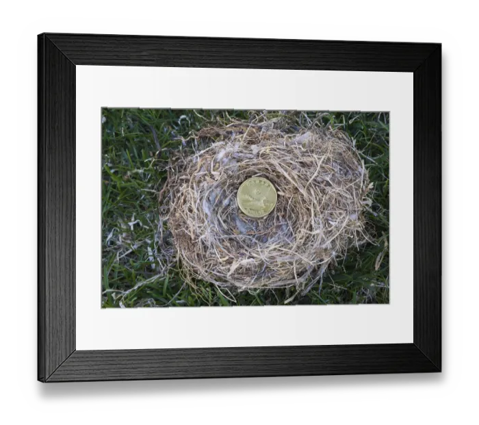 Framed Print : Close-up of Housefinch, Haemorhous mexicanus bird nest with Canadian one dollar coin on a green grass background Framed Print : Close-up of Housefinch, Haemorhous mexicanus bird nest with Canadian one dollar coin on a green grass background