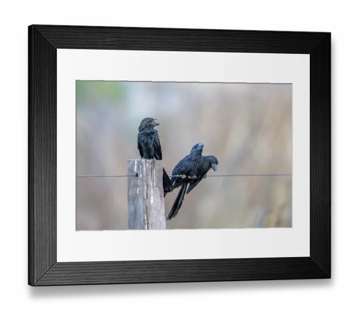 Framed Print : Smooth-billed Ani (Crotophaga ani)