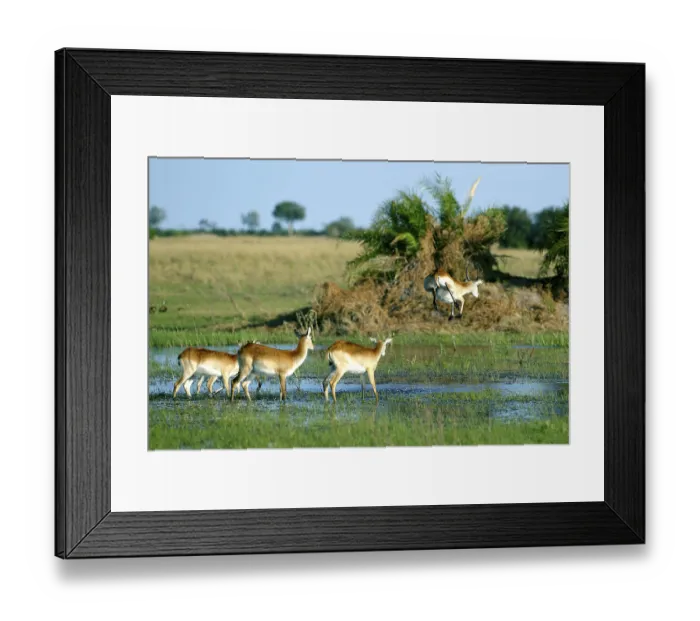 Framed Print : Lechwe or Southern Lechwe (Kobus leche)