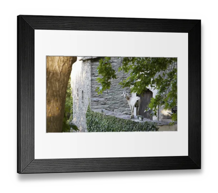 Framed Print : Goat (caprae) on old stone wall
