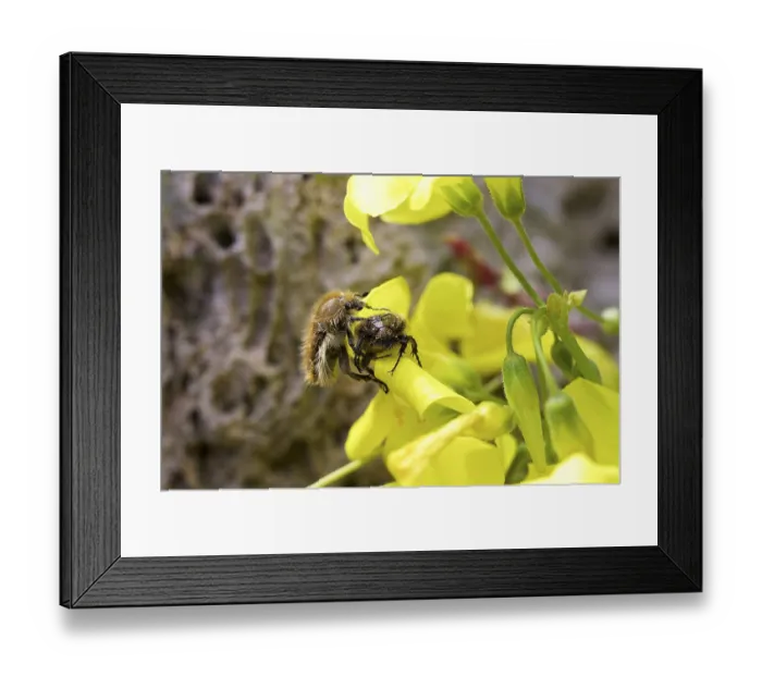 Framed Print : Two scarabs (Lichnanthe vulpina) on yellow flower
