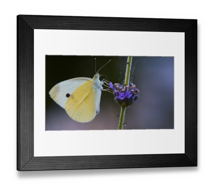 Framed Print : A butterfly sits on a purple flower in front of a blurred background