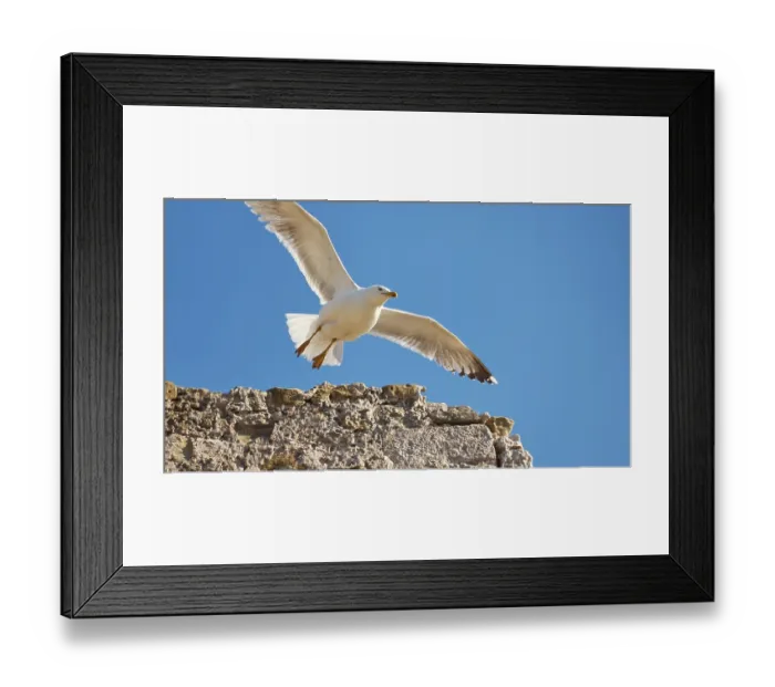 Framed Print : A seagull with outspread wings flies in front of a bright blue sky Framed Print : A seagull with outspread wings flies in front of a bright blue sky