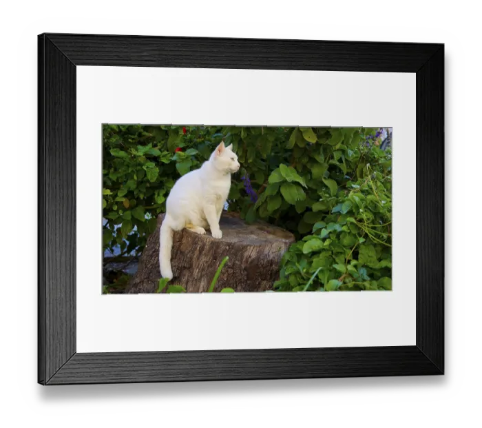 Framed Print : White cat sitting on a tree stump surrounded by green foliage and plants Framed Print : White cat sitting on a tree stump surrounded by green foliage and plants