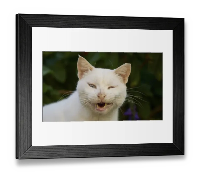 Framed Print : Close-up of a blinking white cat with open mouth