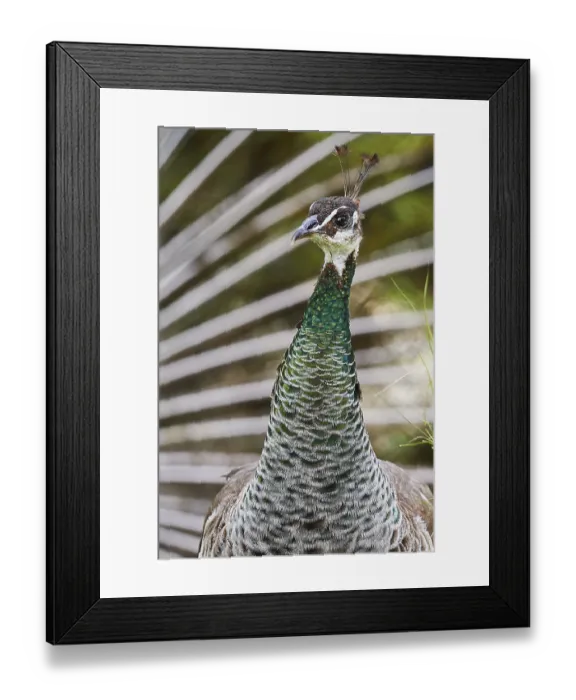 Framed Print : Close-up of a peacock with detailed green feathers Framed Print : Close-up of a peacock with detailed green feathers