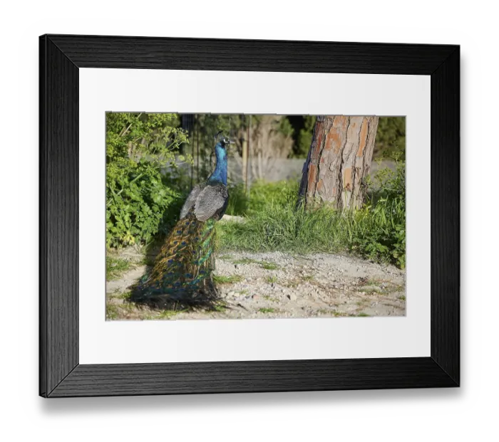 Framed Print : Peafowl (pavo) sitting on the grassy ground