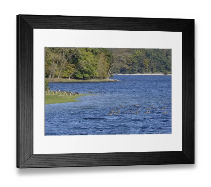 Framed Print : Canada geese (Branta canadensis) and greylag geese (Anser anser) on the shore of Lake Mohne