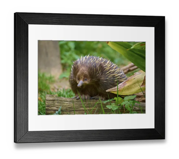 Framed Print : An echidna on a tree trunk, surrounded by natural flora Framed Print : An echidna on a tree trunk, surrounded by natural flora